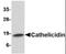 Cathelicidin Antimicrobial Peptide antibody, orb88370, Biorbyt, Western Blot image 