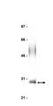 Fas Associated Via Death Domain antibody, LS-C6758, Lifespan Biosciences, Western Blot image 