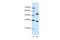 WD Repeat Domain 6 antibody, PA5-41984, Invitrogen Antibodies, Western Blot image 