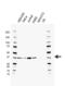 RAD51 Recombinase antibody, VMA00534, Bio-Rad (formerly AbD Serotec) , Western Blot image 