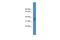 Ubiquitin Recognition Factor In ER Associated Degradation 1 antibody, A05120, Boster Biological Technology, Western Blot image 