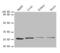 Proteasome Subunit Alpha 7 antibody, LS-C211123, Lifespan Biosciences, Western Blot image 