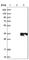 C1q And TNF Related 6 antibody, HPA002042, Atlas Antibodies, Western Blot image 