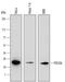 Programmed Cell Death 6 antibody, MAB6015, R&D Systems, Western Blot image 