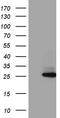 Protein-lysine methyltransferase METTL21A antibody, TA811541, Origene, Western Blot image 