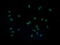 Interleukin-36 gamma antibody, M05759, Boster Biological Technology, Immunofluorescence image 