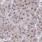 RNA Binding Motif Protein X-Linked antibody, NBP2-34152, Novus Biologicals, Immunohistochemistry frozen image 