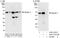 ATL3 antibody, A303-313A, Bethyl Labs, Western Blot image 
