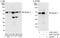 Atlastin GTPase 3 antibody, A303-313A, Bethyl Labs, Western Blot image 