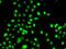 CCAAT Enhancer Binding Protein Gamma antibody, GTX32514, GeneTex, Immunocytochemistry image 