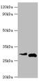 Cerberus 1, DAN Family BMP Antagonist antibody, orb352559, Biorbyt, Western Blot image 