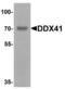 DEAD-Box Helicase 41 antibody, LS-C201088, Lifespan Biosciences, Western Blot image 