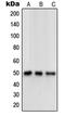 Opioid Receptor Delta 1 antibody, MBS821946, MyBioSource, Western Blot image 