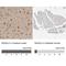 RAS Protein Activator Like 2 antibody, NBP1-82579, Novus Biologicals, Immunohistochemistry paraffin image 