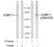 G3BP Stress Granule Assembly Factor 1 antibody, GTX79070, GeneTex, Western Blot image 