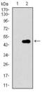 Cyclin-dependent kinase inhibitor 2A, isoforms 1/2/3 antibody, GTX60663, GeneTex, Western Blot image 