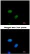 DnaJ Heat Shock Protein Family (Hsp40) Member B6 antibody, NBP1-32175, Novus Biologicals, Western Blot image 
