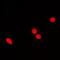 GTase antibody, abx141861, Abbexa, Western Blot image 