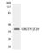 Olfactory Receptor Family 2 Subfamily T Member 5 antibody, LS-C200346, Lifespan Biosciences, Western Blot image 