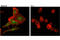Signal Transducer And Activator Of Transcription 5A antibody, 25656T, Cell Signaling Technology, Immunocytochemistry image 