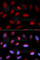 Serpin Family A Member 6 antibody, A5803, ABclonal Technology, Immunofluorescence image 