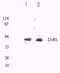 TNF Receptor Superfamily Member 10c antibody, NBP1-76881, Novus Biologicals, Western Blot image 