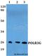 RNA Polymerase III Subunit G antibody, A10669-1, Boster Biological Technology, Western Blot image 
