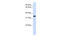 Methyl-CpG Binding Domain Protein 3 antibody, 25-590, ProSci, Western Blot image 