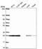 Transmembrane Protein 98 antibody, PA5-65782, Invitrogen Antibodies, Western Blot image 