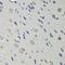 Retinol Binding Protein 4 antibody, LS-C747594, Lifespan Biosciences, Immunohistochemistry frozen image 