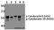 Keratin 8 antibody, A01421S432, Boster Biological Technology, Western Blot image 