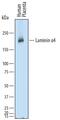 Laminin Subunit Alpha 4 antibody, AF7340, R&D Systems, Western Blot image 