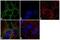 Y-Box Binding Protein 1 antibody, 711277, Invitrogen Antibodies, Immunofluorescence image 