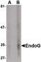 Endonuclease G antibody, MA5-15759, Invitrogen Antibodies, Western Blot image 