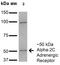 Adrenoceptor Alpha 2C antibody, NBP2-22397, Novus Biologicals, Western Blot image 