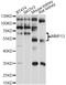 Matrix Metallopeptidase 13 antibody, abx126168, Abbexa, Western Blot image 