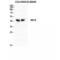 Tachykinin Receptor 1 antibody, LS-C384913, Lifespan Biosciences, Western Blot image 