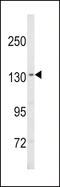 Sterol Regulatory Element Binding Transcription Factor 1 antibody, LS-C161494, Lifespan Biosciences, Western Blot image 