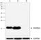 SH2 Domain Containing 1A antibody, 690702, BioLegend, Western Blot image 