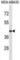 LIM Homeobox 2 antibody, abx025294, Abbexa, Western Blot image 