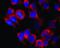 Kinesin Family Member 5B antibody, LS-C46055, Lifespan Biosciences, Immunocytochemistry image 