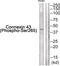 Gap Junction Protein Alpha 1 antibody, 79-878, ProSci, Western Blot image 