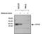 Quiescin Sulfhydryl Oxidase 1 antibody, PA1-094X, Invitrogen Antibodies, Western Blot image 