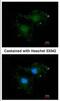 BCL2 Like 10 antibody, NBP2-15557, Novus Biologicals, Immunocytochemistry image 