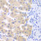 Cytochrome P450 Family 2 Subfamily C Member 18 antibody, LS-C349134, Lifespan Biosciences, Immunohistochemistry frozen image 