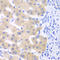 Cytochrome P450 Family 2 Subfamily C Member 18 antibody, LS-C349134, Lifespan Biosciences, Immunohistochemistry frozen image 