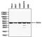 Actin Gamma 2, Smooth Muscle antibody, NB600-535, Novus Biologicals, Western Blot image 