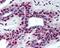 TNF Receptor Associated Factor 5 antibody, 49-340, ProSci, Immunohistochemistry paraffin image 