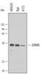 Endothelin Receptor Type B antibody, AF4496, R&D Systems, Western Blot image 