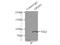 Oligophrenin 1 antibody, 11076-1-AP, Proteintech Group, Immunoprecipitation image 